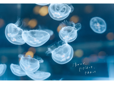 展示写真のイメージ