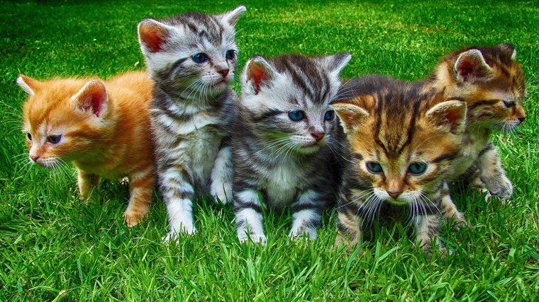 DNP 生成AIパートナーアプリ「Ctrl+Cat」イメージ
